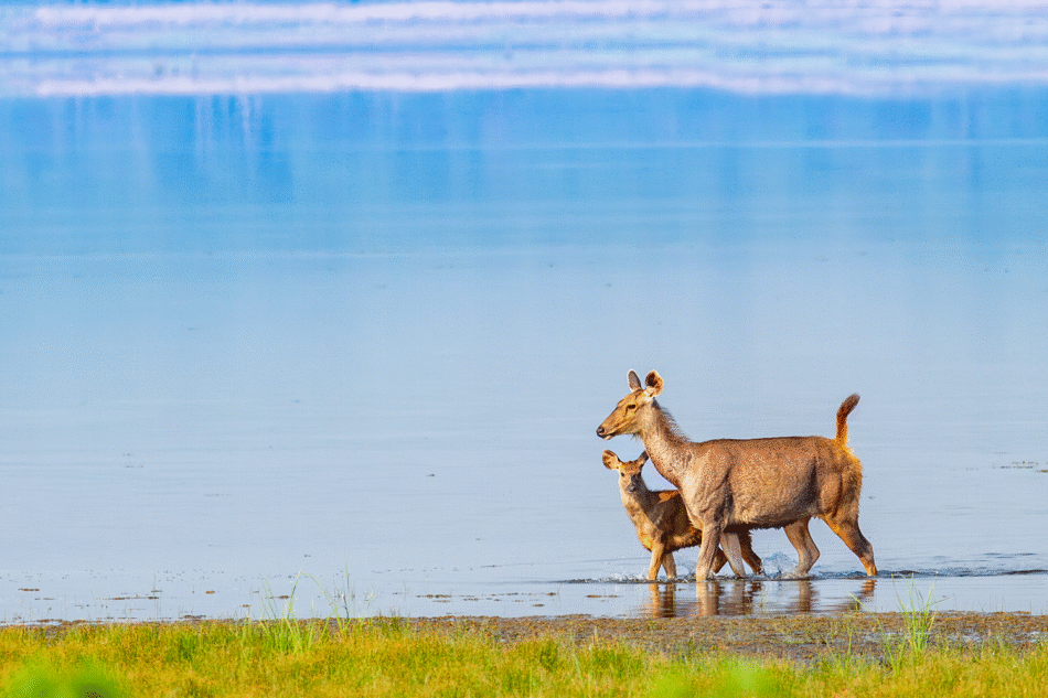 ಕಾಡಿನ ನಡುವೆ ಕಂಡ ಕಡವೆ