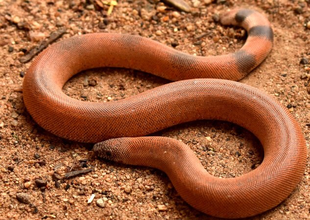 ಕಾನನ – ಡಿಸೆಂಬರ್ 2025