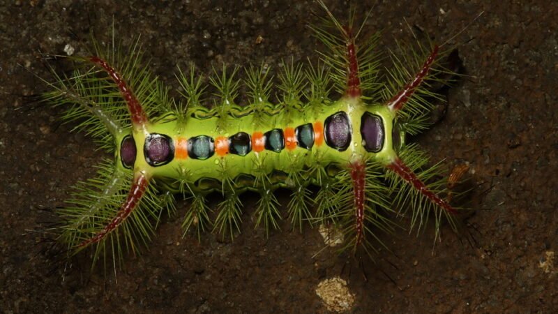 ಕಂಬಳಿ ಹುಳು!