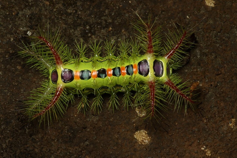 ಕಂಬಳಿ ಹುಳು!