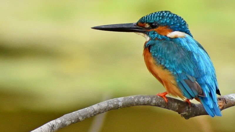 ನೀವೂ ಕಾನನಕ್ಕೆ ಬರೆಯಬಹುದು