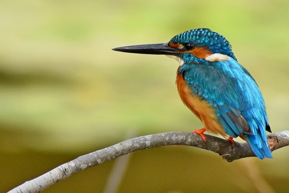 ನೀವೂ ಕಾನನಕ್ಕೆ ಬರೆಯಬಹುದು
