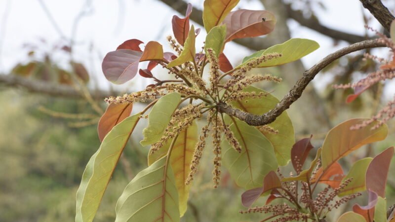 ವನಸುಮ – ತಾರೆ ಮರ