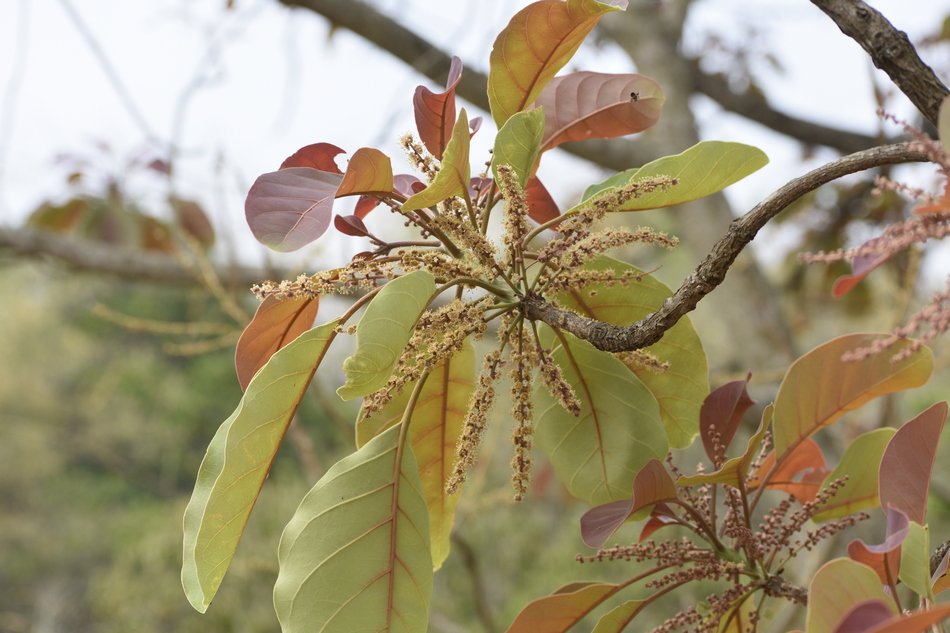 ವನಸುಮ – ತಾರೆ ಮರ