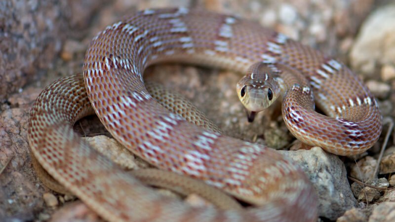 ಪ್ರಕೃತಿ ಬಿಂಬ