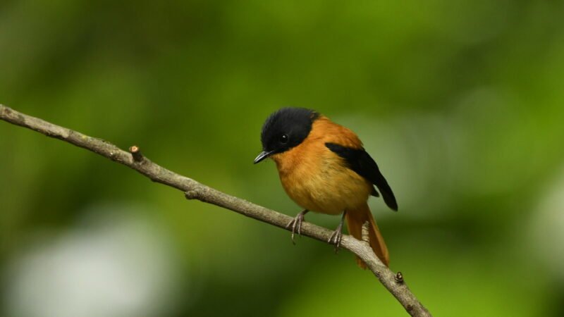 ಪ್ರಕೃತಿ ಬಿಂಬ