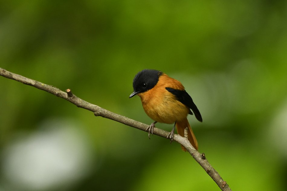 ಪ್ರಕೃತಿ ಬಿಂಬ