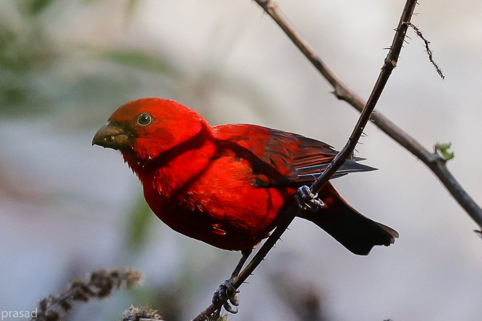 ಹಿಮಾಲಯದ ತಪ್ಪಲಿನ ಚೆಂದದ ಹಕ್ಕಿಗಳು