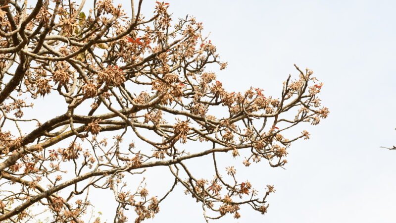 ವನಸುಮ – ಹಿಪ್ಪೆ ಮರ