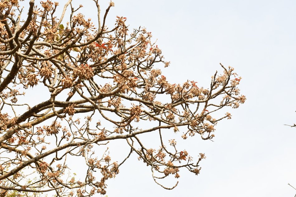ವನಸುಮ – ಹಿಪ್ಪೆ ಮರ