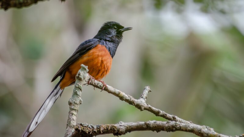 ಹಾಡು ನಿಲ್ಲಿಸದ ಹಕ್ಕಿ!