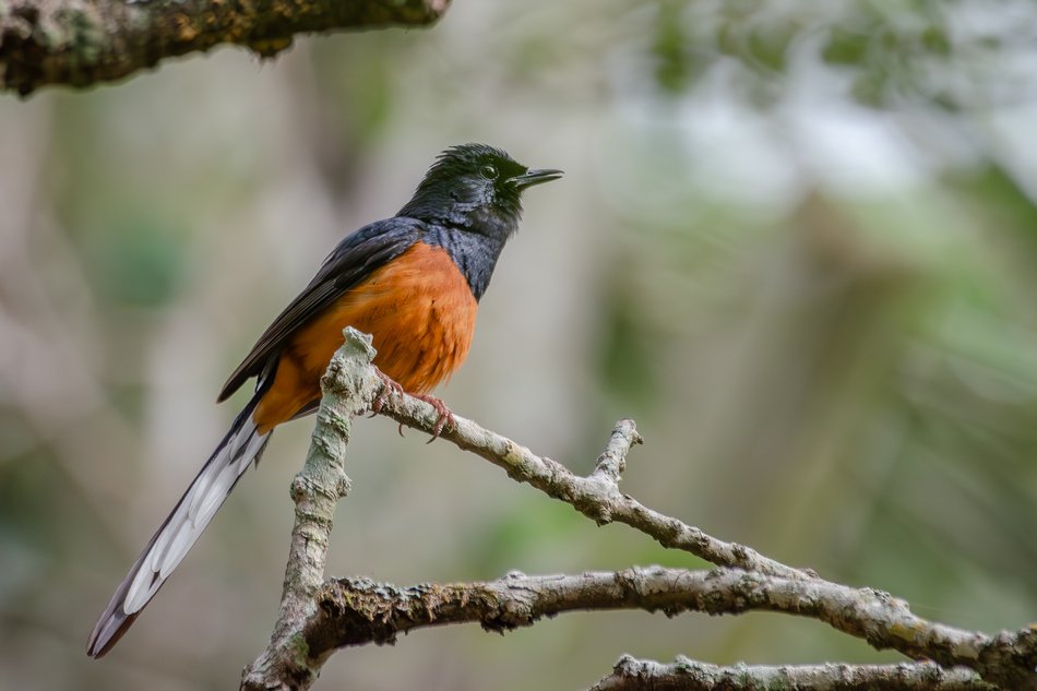 ಹಾಡು ನಿಲ್ಲಿಸದ ಹಕ್ಕಿ!
