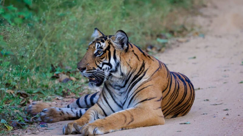 ಹುಲಿಯ ಜಾಡು ಹಿಡಿದು