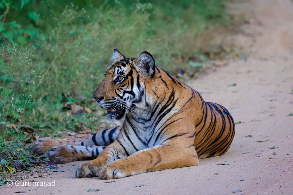 ಹುಲಿಯ ಜಾಡು ಹಿಡಿದು
