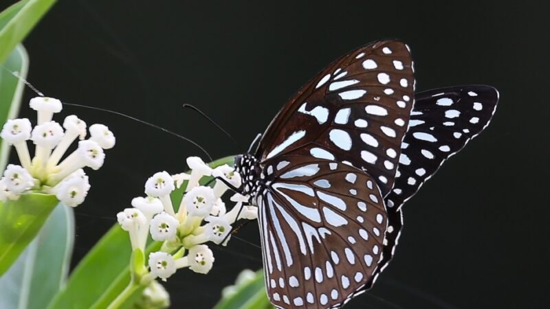 ಪ್ರಕೃತಿ ಬಿಂಬ