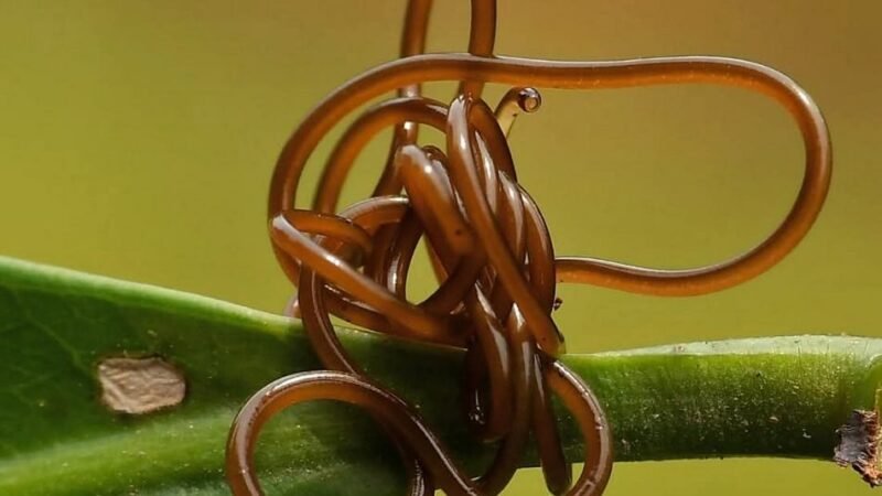 ಮೋಡಿವಿದ್ಯೆಯ ಮಹಾನ್ ಚತುರ