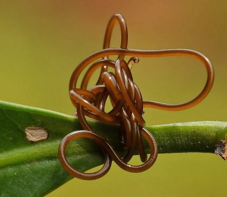 ಮೋಡಿವಿದ್ಯೆಯ ಮಹಾನ್ ಚತುರ