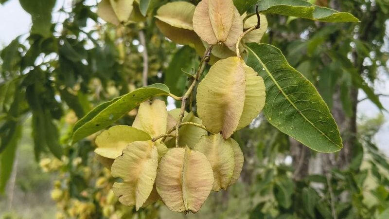 ವನಸುಮ – ಕರಿಮತ್ತಿ
