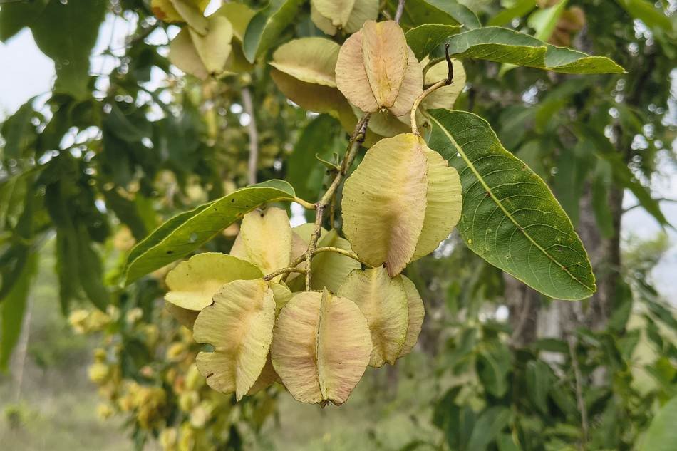 ವನಸುಮ – ಕರಿಮತ್ತಿ