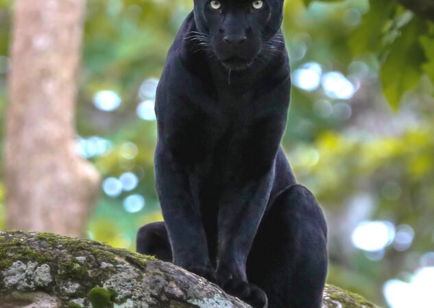 ಕಾನನ – ಮಾರ್ಚ್ – 2026