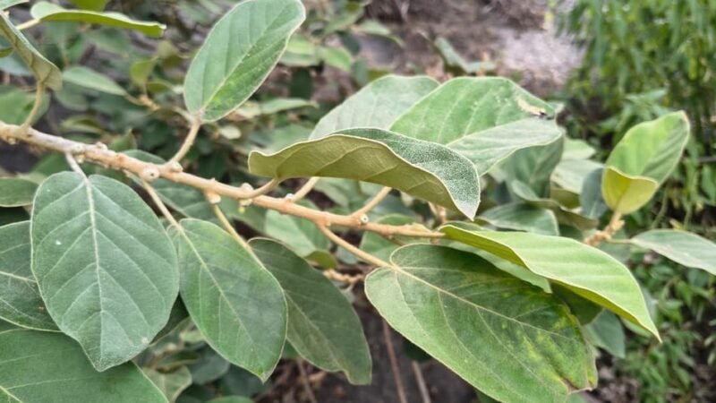 ಕಲ್ಲರಳಿ ಮರ