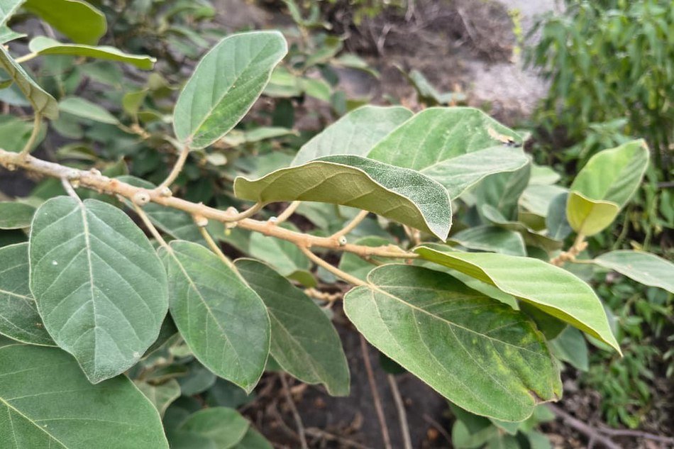 ಹುಲಿ ಸೊಪ್ಪು ಮರ