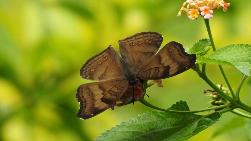ಪ್ರಕೃತಿ ಬಿಂಬ