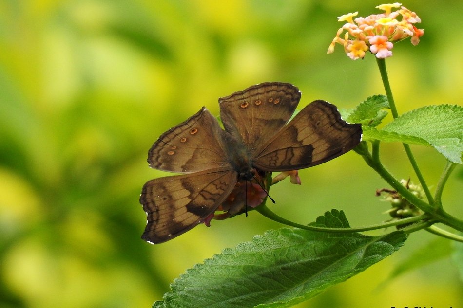 ಪ್ರಕೃತಿ ಬಿಂಬ