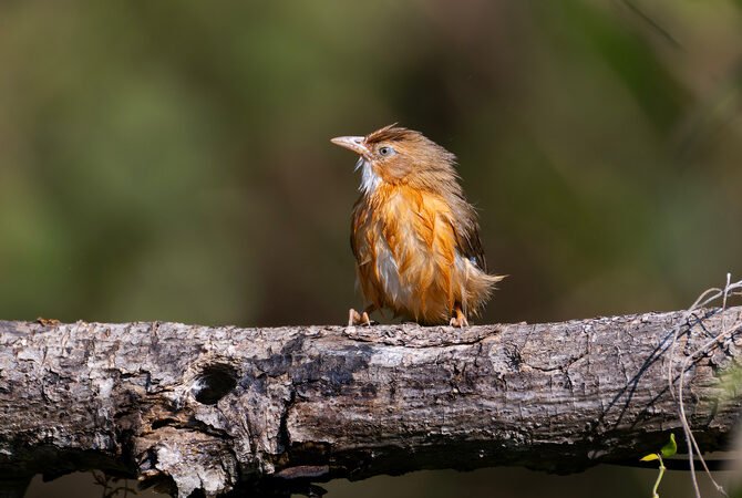 ಪ್ರಕೃತಿಯ ಮಡಿಲಲ್ಲಿ ” ಕೆಂಪು ಹರಟೆ ಮಲ್ಲ” ಹಕ್ಕಿಯ ಮೌನದ ಮಾತು