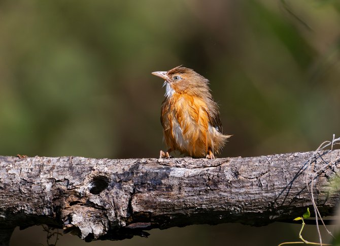 ಪ್ರಕೃತಿಯ ಮಡಿಲಲ್ಲಿ ” ಕೆಂಪು ಹರಟೆ ಮಲ್ಲ” ಹಕ್ಕಿಯ ಮೌನದ ಮಾತು