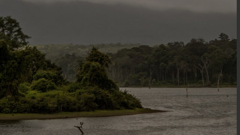ಕಾಡಂಚಿನ ಅಪರೂಪದ ಸಸ್ಯವರ್ಗ