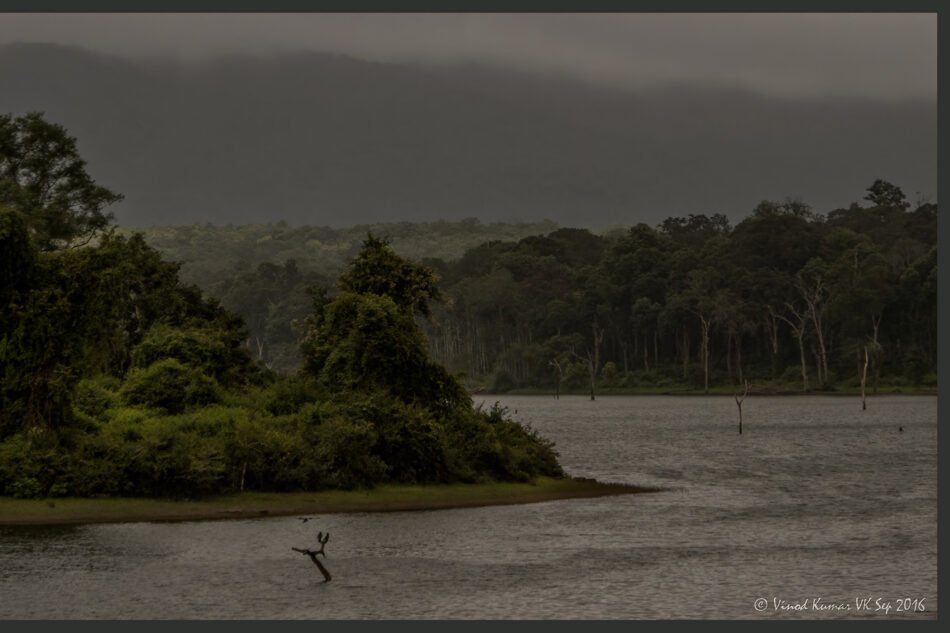 ಕಾಡಂಚಿನ ಅಪರೂಪದ ಸಸ್ಯವರ್ಗ
