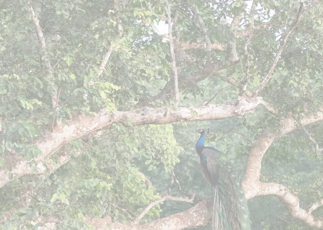 ಮರ ನೀ ಅಮರ