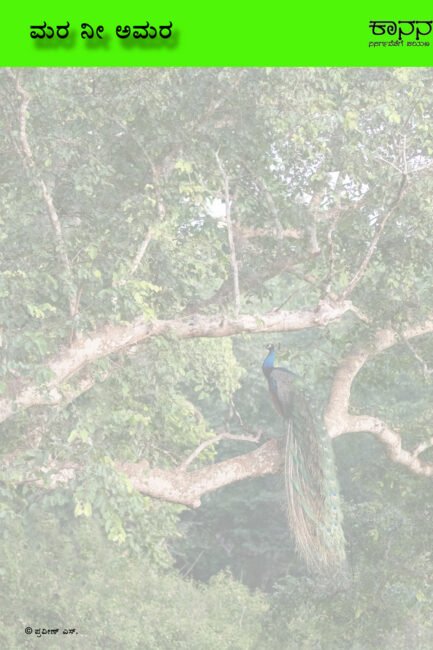 ಬಾ ಚೈತ್ರ