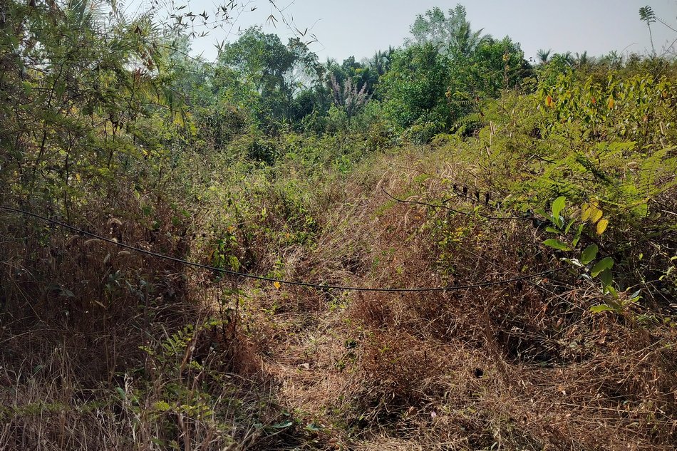 ನಾಗಬನದ ಸುತ್ತ