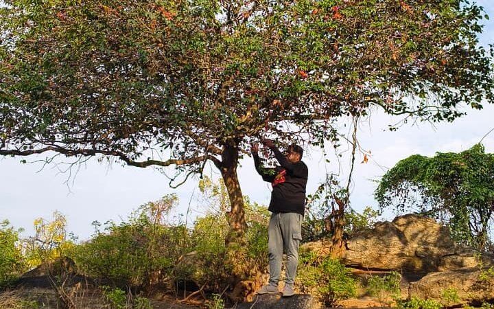 ಹುಳಿ  ಸೊಪ್ಪು ಮರ