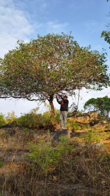 ಹುಳಿ  ಸೊಪ್ಪು ಮರ