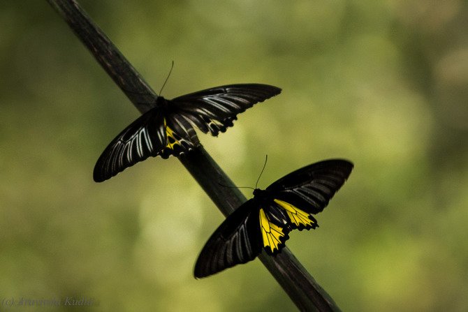 ಪ್ರಕೃತಿ ಬಿಂಬ