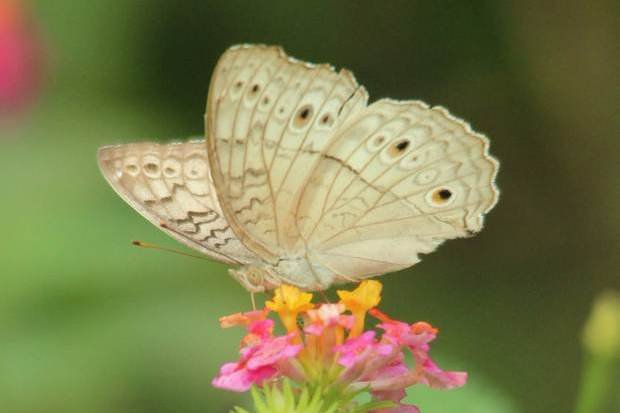 ಪ್ರಕೃತಿ ಬಿಂಬ