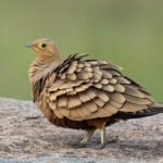 ಗಂಡು ಕೆಂಪುಹೊಟ್ಟೆಯ ಗೌಜಲಕ್ಕಿ (Chestnut-bellied Sandgrouse) ಬಂಡೆಯ ಮೇಲೆ ಕುಳಿತಿರುವ ಚಿತ್ರ, ಬೆಂಗಳೂರು ಸಮೀಪ