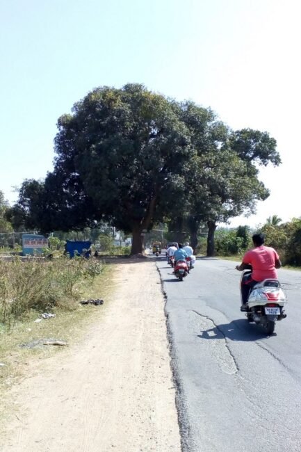ಸ್ಥಳಾಂತರಗೊಂಡು ಬೆಳೆದ ಮರಗಳು – ಸತ್ಯಸಾಯಿ ವೈದ್ಯಕೀಯ ಸಂಸ್ಥೆ ಬೆಂಗಳೂರು