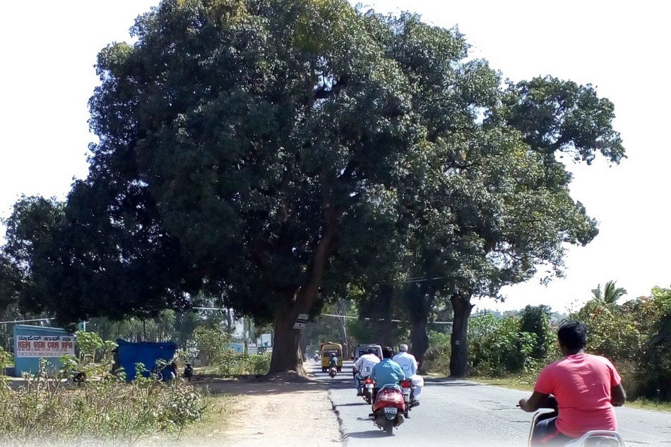 ಬೆಂಗಳೂರಿನ ರಸ್ತೆ ಬದಿಯ ಹಳೆಯ ಹೆಮ್ಮರ – ವೃಕ್ಷ ಸಂರಕ್ಷಣೆ