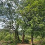 avenue-road-bengaluru-kaanana
