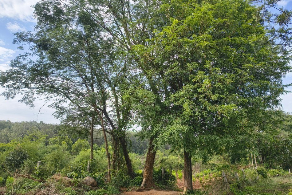 ಬೆಂಗಳೂರಿನ ರಸ್ತೆ ಬದಿಯ ಹಸಿರು ಮರಗಳು – ವೃಕ್ಷ ಸಂರಕ್ಷಣೆ ಕಾನನ