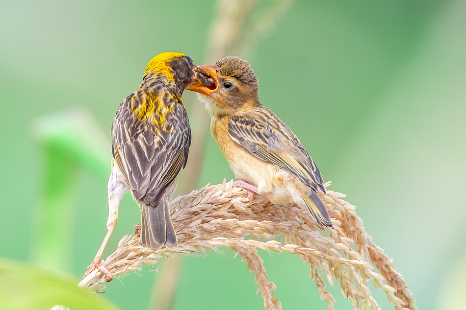 ಗಿಜಗ ಹಕ್ಕಿ ಮರಿಗೆ ಗುಟುಕು ನೀಡುತ್ತಿರುವುದು baya weaver