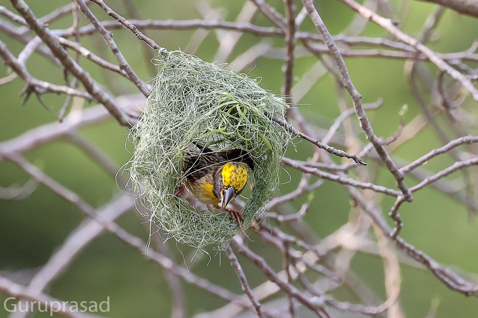 ಗೀಜಗ ಗಂಡು ಹಕ್ಕಿ ಗೂಡು ಕಟ್ಟುತ್ತಿರುವ ದೃಶ್ಯ – Ploceus philippinus
