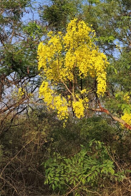 ವಿಷು ಕಣಿಯಾಗಿ ಬಳಸುವ ಕಕ್ಕೆ ಹೂಗಳು