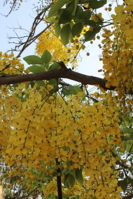 Golden Shower Tree ಪೂರ್ಣ ಹೂಬಿಟ್ಟಿರುವ ದೃಶ್ಯ