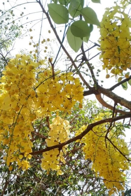 ಕಕ್ಕೆ ಮರದ ಹೂಗಳ ಸಮೀಪದ ಚಿತ್ರ