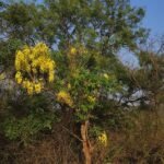 ಚಿನ್ನದ ಹೂಗಳಿಂದ ಅರಳಿರುವ ಕಕ್ಕೆ ಮರ (Cassia fistula)